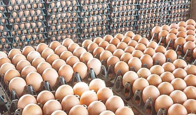 اتحاد منتجي الدواجن: بيض المائدة ارتفع 90%.. والمنتجون ما زالوا في مرحلة الخسائر