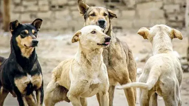"الرفق بالحيوان": تصدير الكلاب...