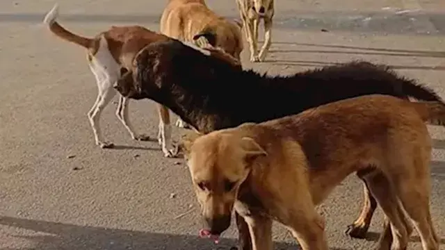 4 كلاب تنهي حياة طفل في الشرقي...