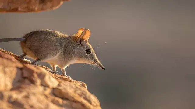أنف يشبه خرطوم الفيل وسرعة مذه...
