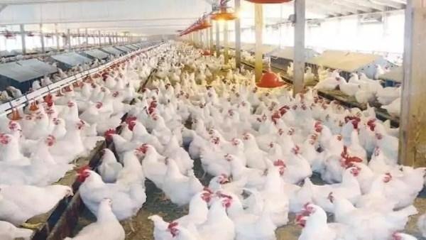 الدواجن المبردة تتصدر المشهد.. مطالب بالتحول من البيع الحي إلى دعم المجمد