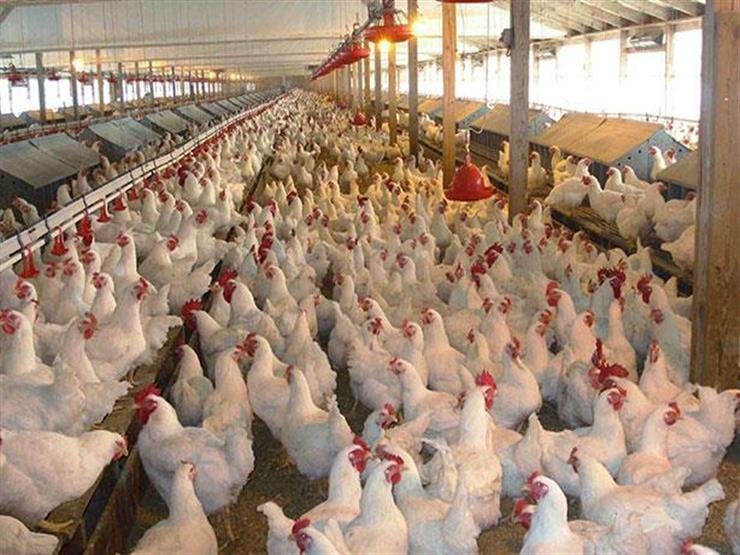 شعبة الدواجن: المواطن لا يشعر بانخفاض الأسعار لمغالاة بعض المحال.. ومصانع الأعلاف تسعر الدولار على 55 جنيها