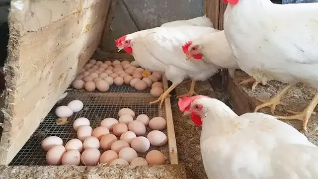 انخفاض أسعار الدواجن وارتفاع البيض اليوم الأحد بالأسواق (موقع رسمي)