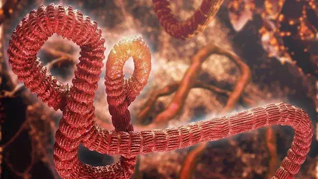 ما حصيلة ضحايا تفشي فيروس إيبو...