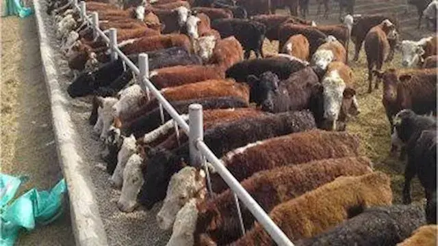 بحوث الحيوان تحذر المربين من مخاطر البرسيم والمضادات الحيوية شتاءً