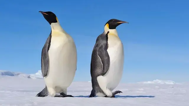 7 صور لأكثر الكائنات جاذبية وج...