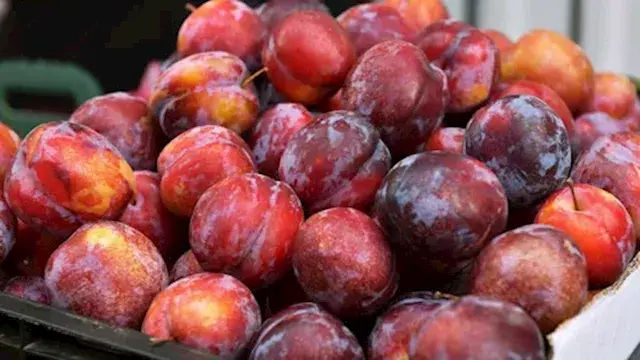5 فوائد مدهشة للبرقوق على صحة...