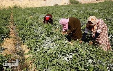 الأمن الغذائى لمصر بين التطرف...
