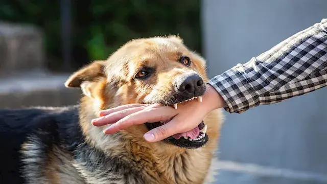 بينهم طفلان.. إصابة 6 أشخاص بع...