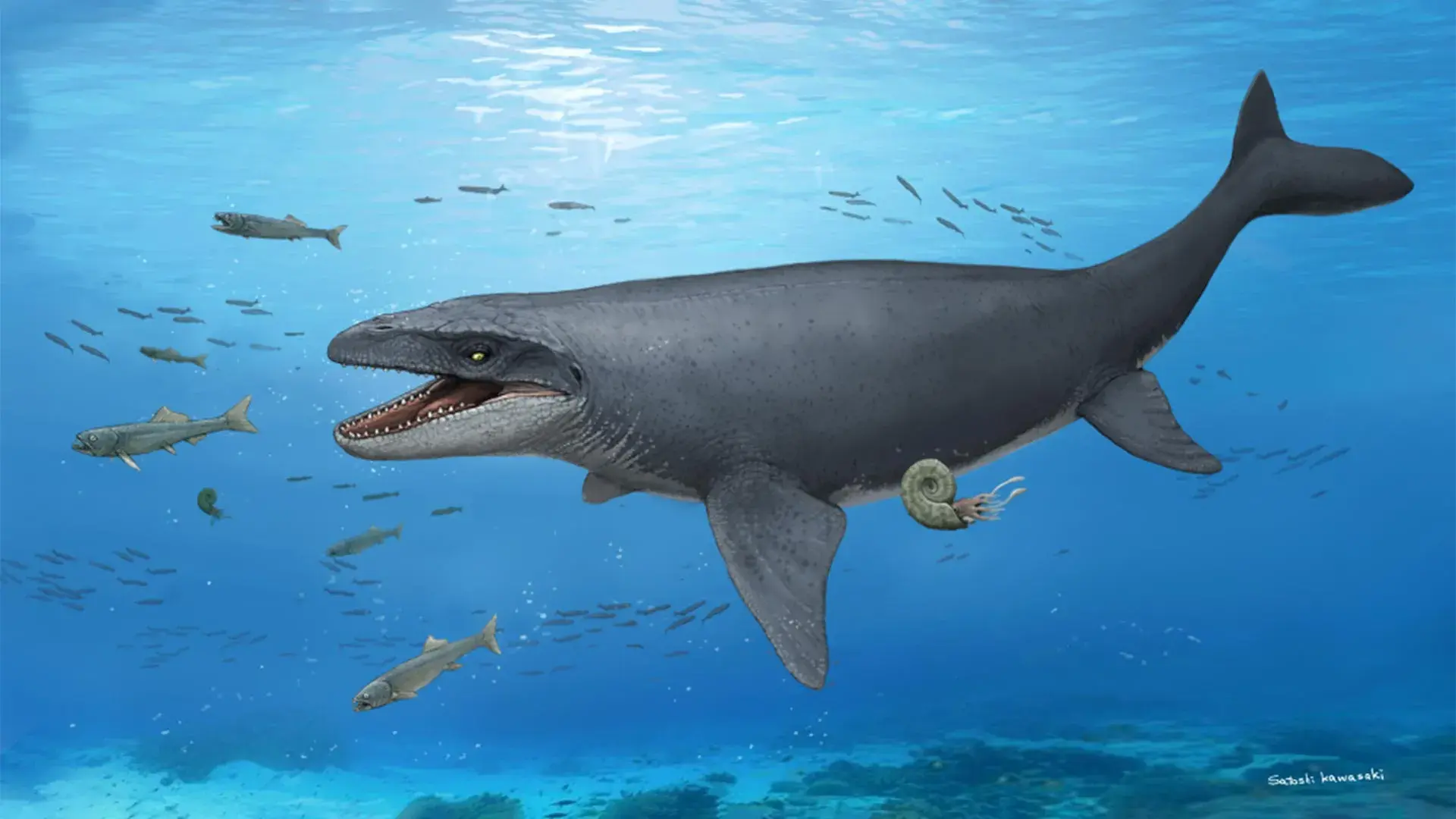 A 30-year-old fossil was hidin...