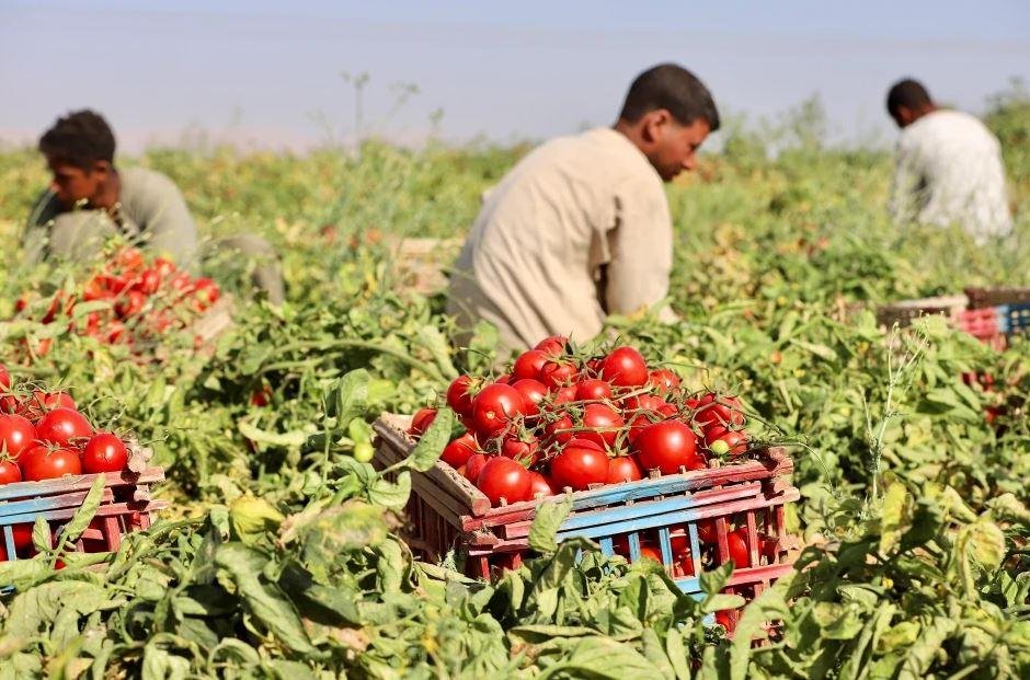مسئول بوزارة الزراعة: لولا استصلاح أراض جديدة لوصل كيلو الطماطم لـ100 جنيه