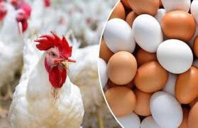 أسعار الدواجن تهبط 7 جنيهات خل...