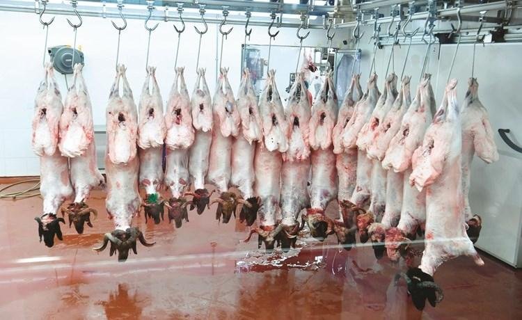 مدير المجازر بالزراعة: هناك حا...
