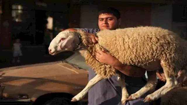 أمين الفتوى يوجه 10 نصائح مهمة للمضحي في عيد الأضحى