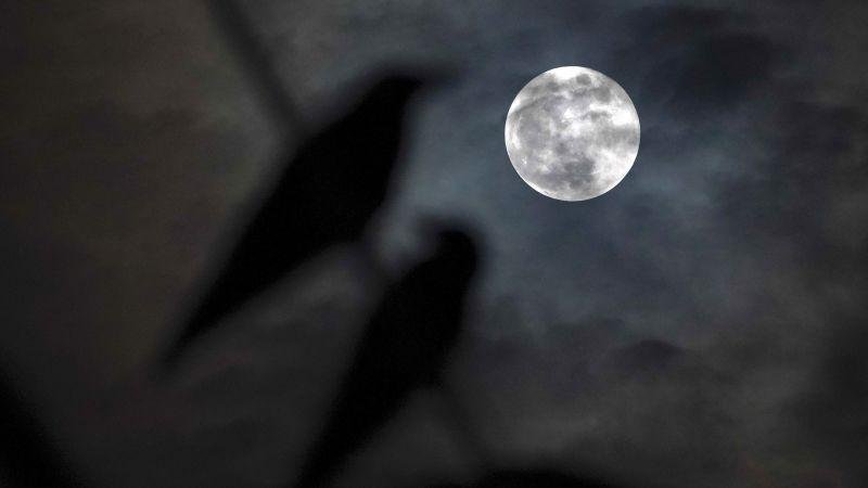 "قمر الحصاد" يقترن بكوكب زحل في مشهد سماوي مزدوج