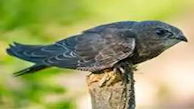 10 أشهر دون هبوط.. قصة طائر يع...