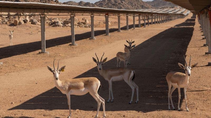 مشهد غير مألوف في السعودية.. ماذا يفعل قطيع من الغزلان داخل محطة طاقة شمسية؟