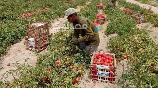 أبرزها المانجو والطماطم.. مسؤول بالزراعة: تغير المناخ يهدد 7 محاصيل