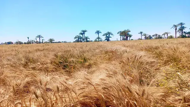 متحدث الزراعة يكشف تفاصيل موسم حصاد القمح وزيادة المساحات المزروعة