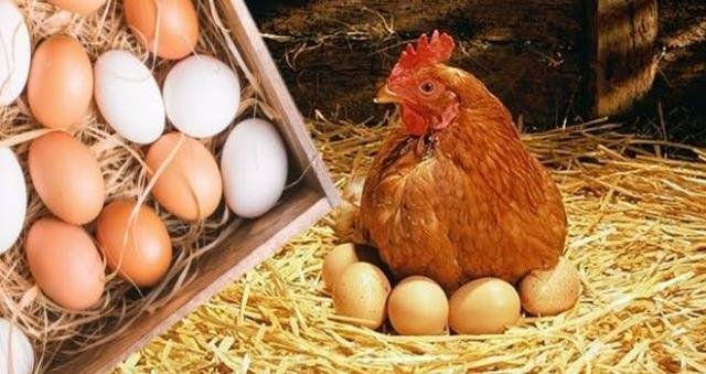 مصر تستعد لتصدير كميات كبيرة م...