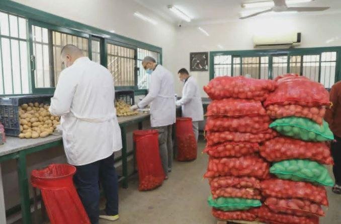 الزراعة: فحص مليون طن بطاطس ما...