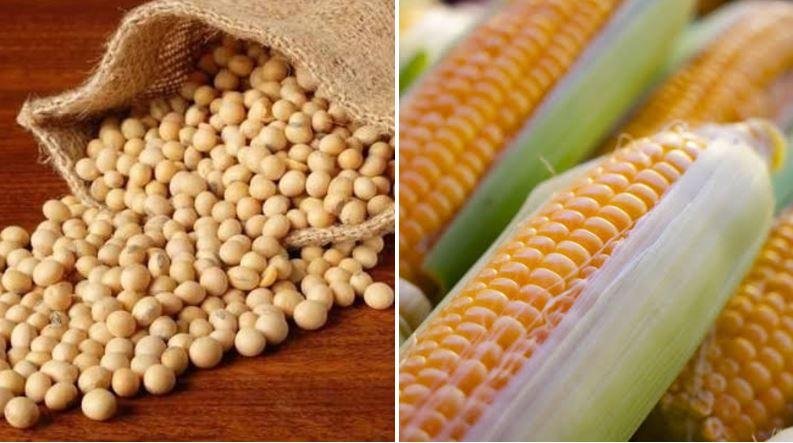 واردات مصر من الذرة وفول الصوي...