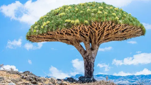 منها دم التنين..  صور لـ أغرب...