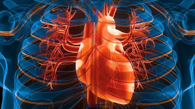 لماذا يعد الباذنجان من الأطعمة المفيدة لصحة القلب؟