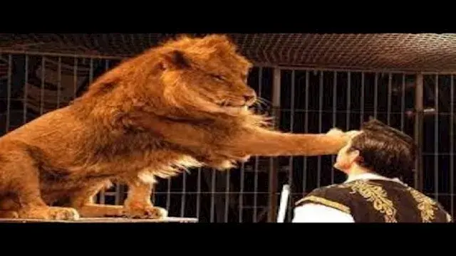 قرار عاجل بشأن لوبا الحلو في و...