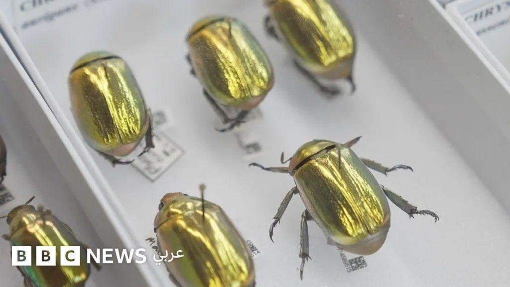 من خنافس ذهبية إلى اكتشافات داروين: متحف رقمي جديد يعرض ملايين القطع ويحدث "نقلة هائلة" في فهمنا للعالم