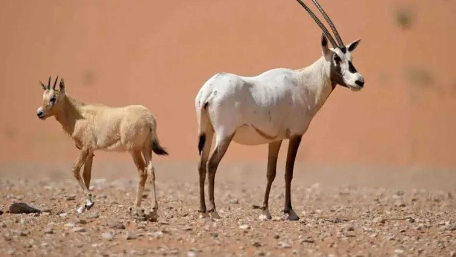 السعودية تستعيد المها العربي ب...