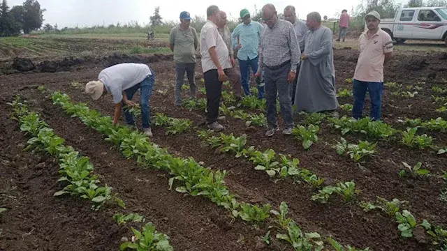 الزراعة تتابع حصاد تقاوي الأرز...