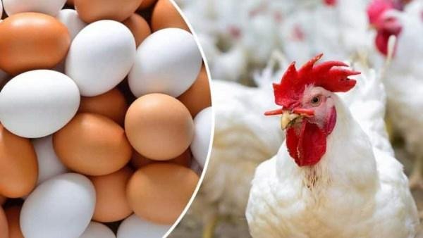 أسعار الدواجن اليوم الأحد في ا...