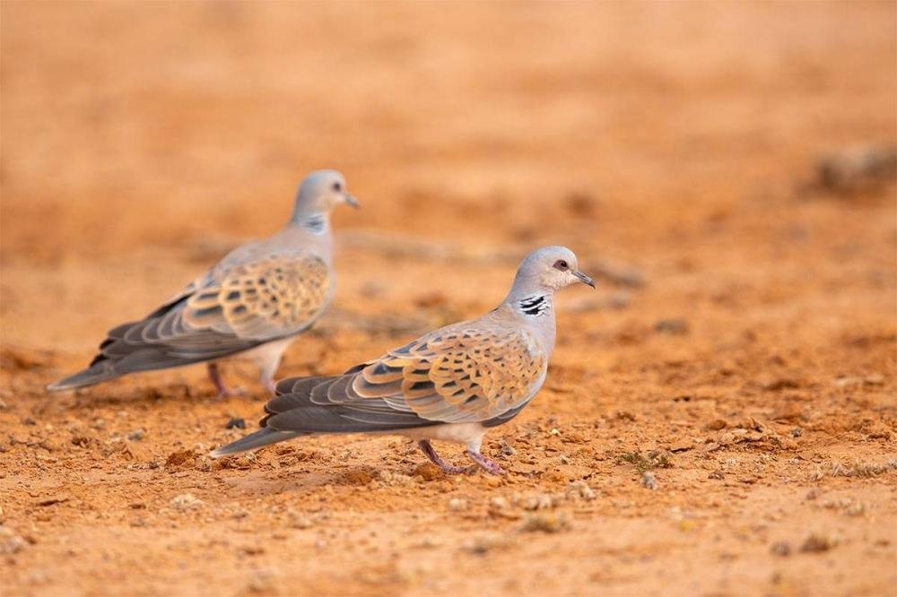 القمري يعبر طريف في رحلته نحو الدفء