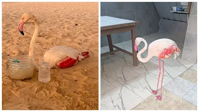 فلامنجو أبيض داخل صندوق زجاجي...