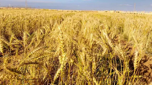 الزراعة: زيادة المساحات المزرو...