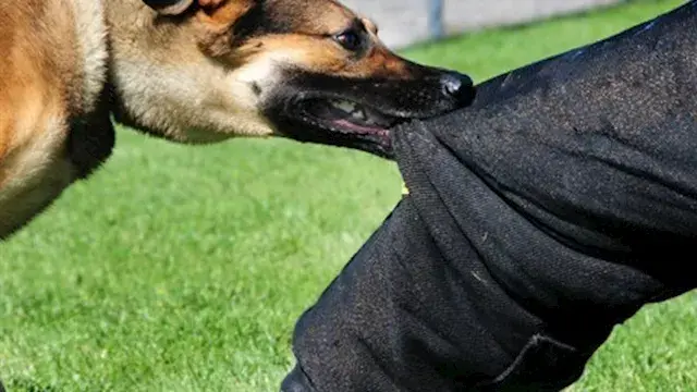 نقيب البيطريين يوضح أسباب عقر...