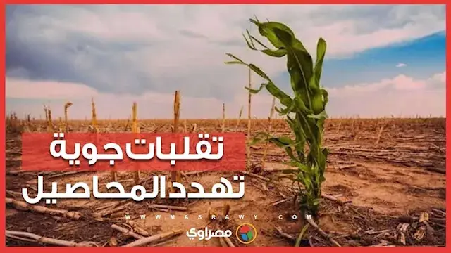 تحذيرات للمزارعين بسبب تأثيرات الطقس المتقلب على المحاصيل خلال أكتوبر