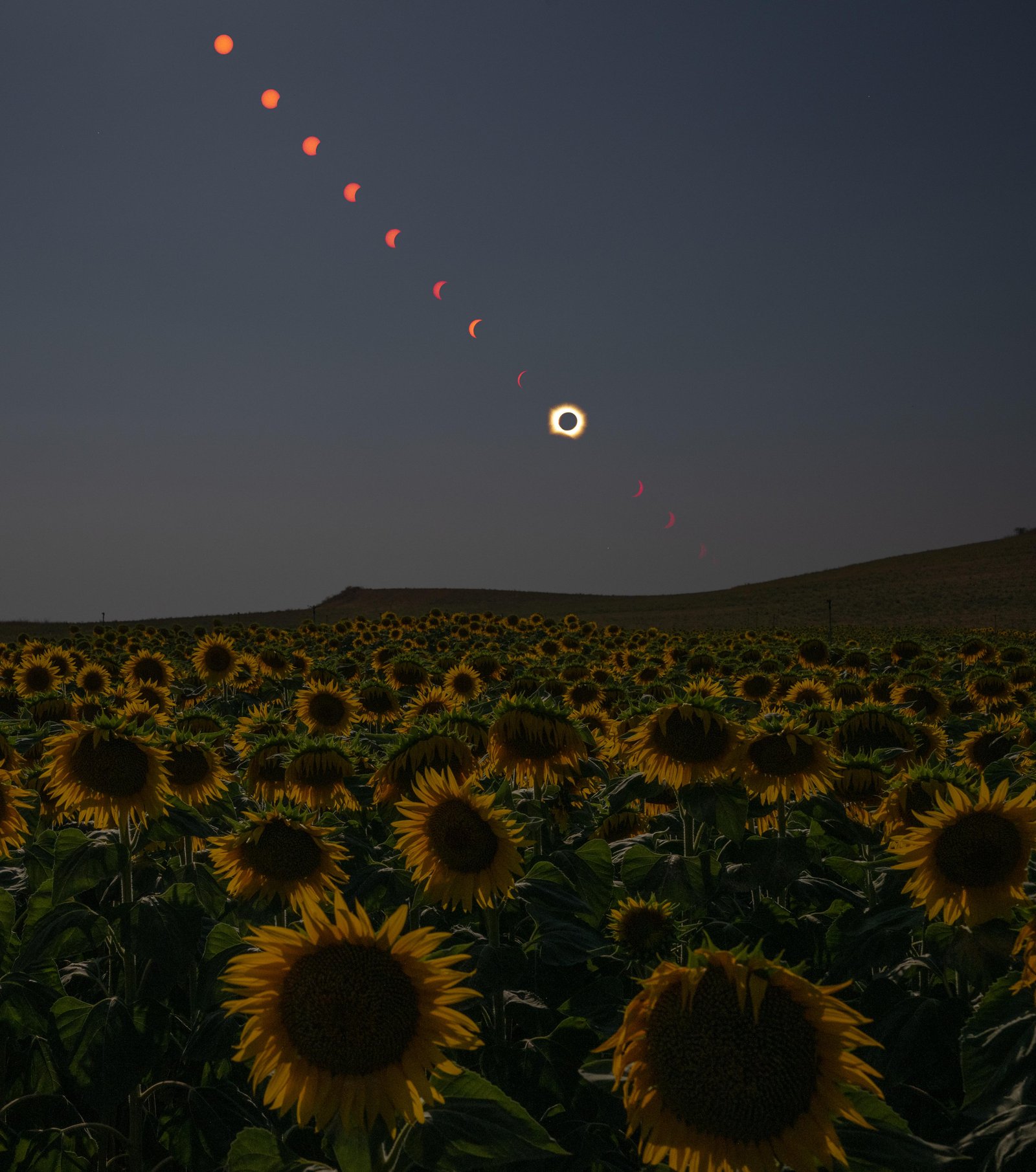 Total Solar Eclipse in Sunflow...