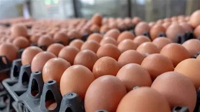 البيض المصري يغزو ليبيا.. منتجو الدواجن: صدرنا 50 ألف طبق وصفقات أخرى قريبا