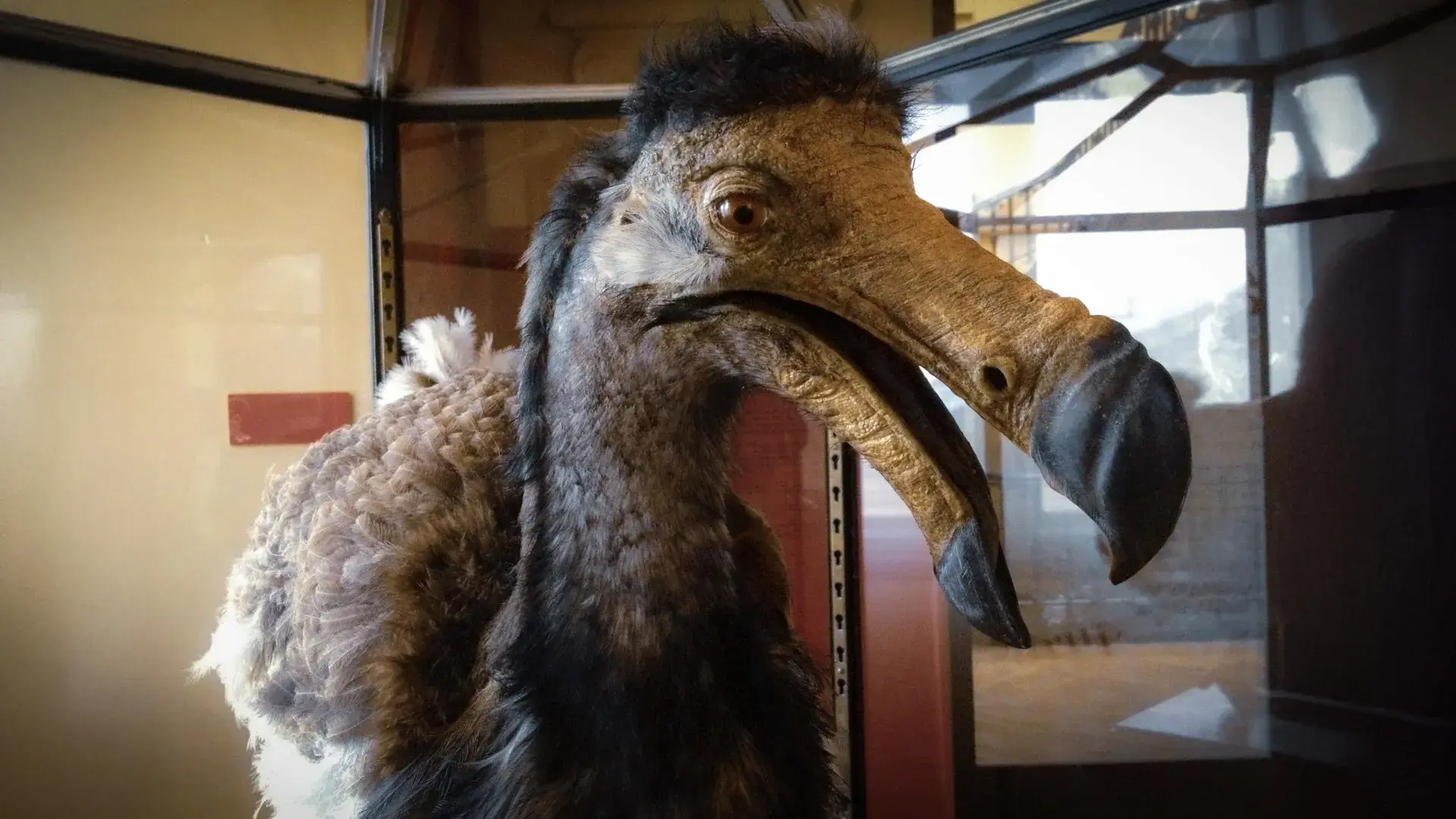 The dodo bird had a secret sen...