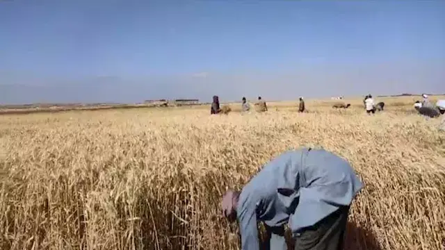 ذهب الفيوم يدخل الصوامع.. توريد 93 ألف طن قمح محلي منذ انطلاق الموسم