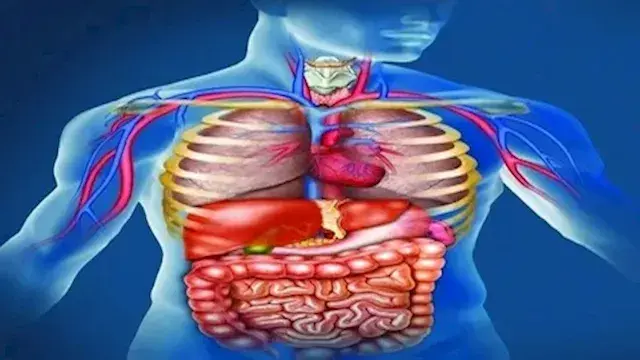 أسرار مذهلة في جسم الإنسان.. عمليات معقدة تحدث كل ثانية