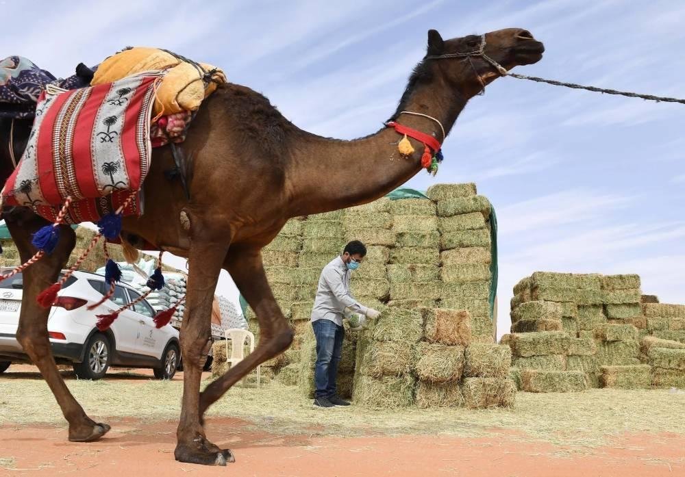 60 يوما على إيقاف زراعة الأعلاف المعمرة