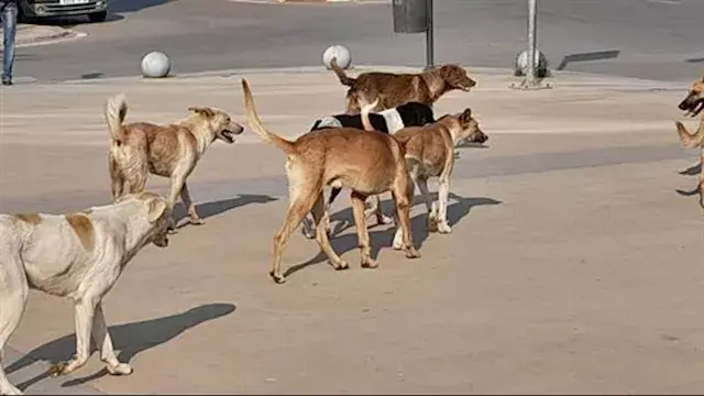 هل يجوز قتل كلاب الشوارع؟.. عا...