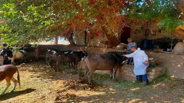 تحصين 76 ألف رأس ماشية ضد الحم...