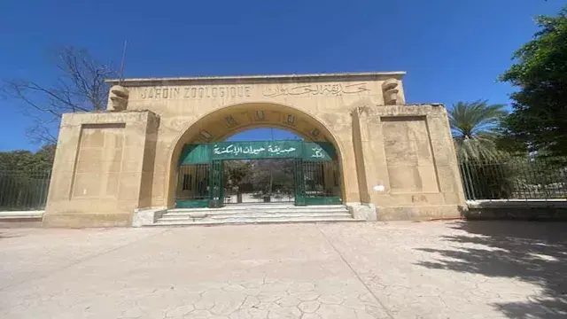 تسللت من سوق الجمعة.. 4 قرود هاربة وسط المقابر بالإسكندرية