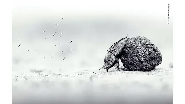 صور تخطف الأنظار.. خنفساء وفيل حزين بين الفائزين بجوائز تصوير الحياة البرية 2026