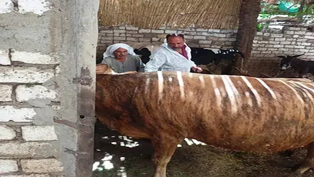 تحصين 37 ألف رأس ماشية ضمن الحملة القومية ضد الحمى القلاعية بالمنيا