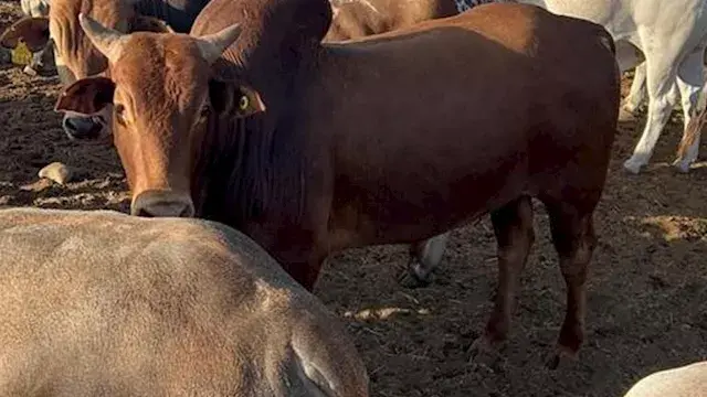 نقيب الفلاحين يحذر من عزوف صغار المربين ويطالب بتوسيع مشروع البتلو.. والزراعة ترد
